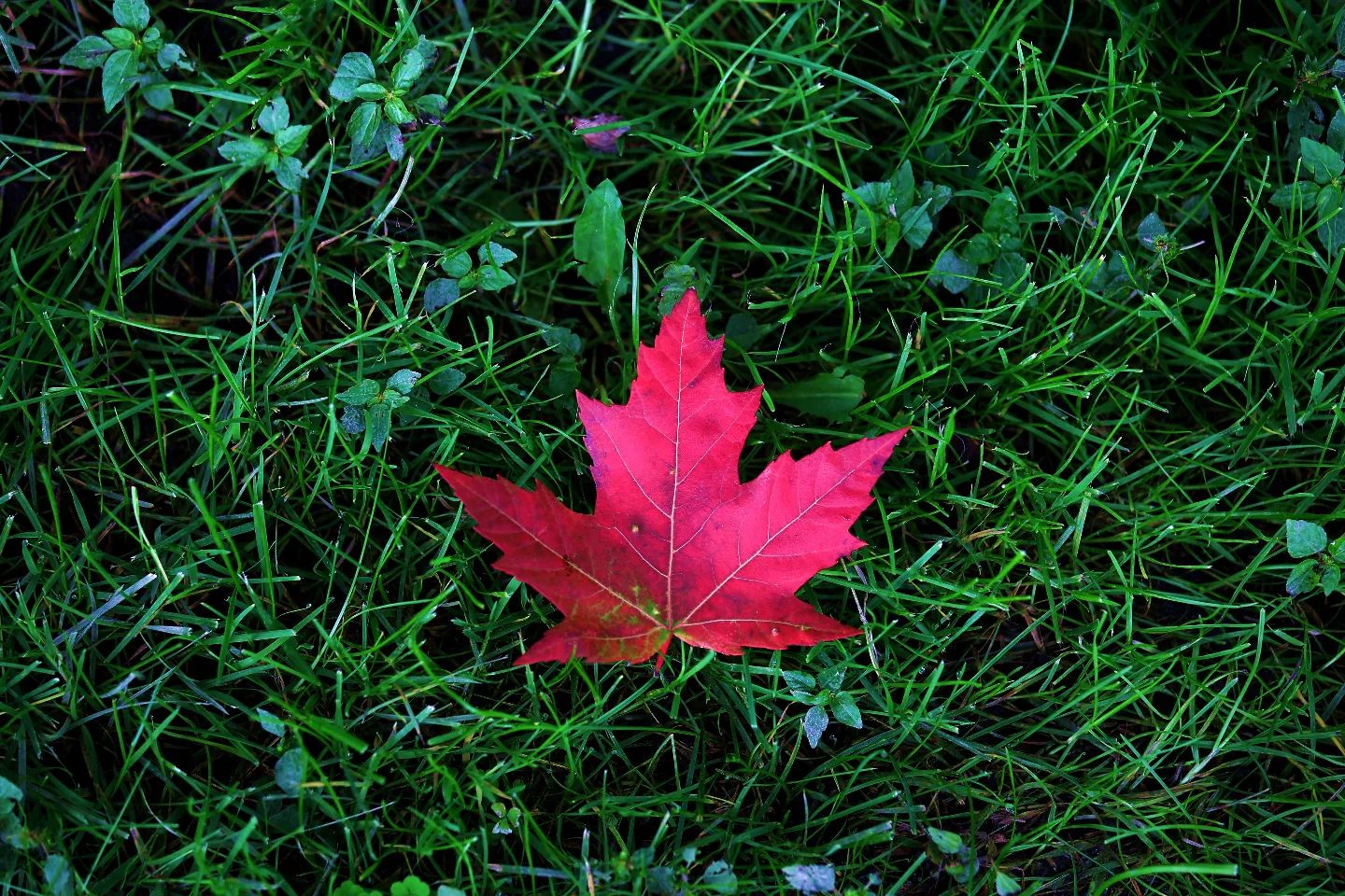 I took this at the beginning of fall #photography #photo #picture #leaf #red #redleaf